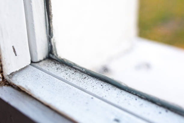 Toast, NC Mold Removal Company