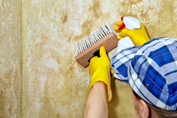Mold Removal for HVAC Installations in Toast, NC