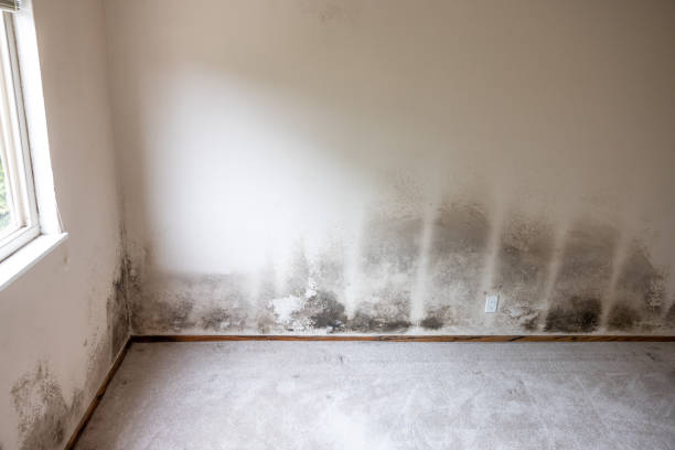 Asbestos and Lead Testing During Mold Inspection in Toast, NC